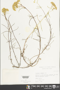 Flaveria linearis image