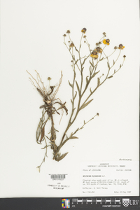 Helenium flexuosum image