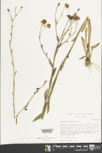 Helenium flexuosum image