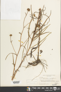 Helianthus angustifolius image