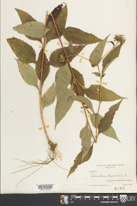 Helianthus decapetalus image