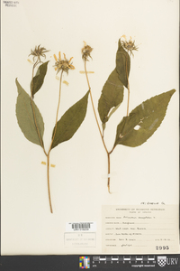 Helianthus decapetalus image