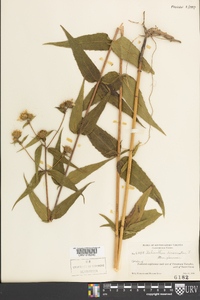 Helianthus divaricatus image