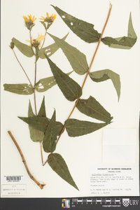 Helianthus divaricatus image