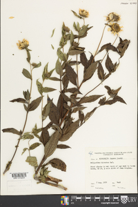 Helianthus hirsutus image