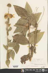 Helianthus mollis image