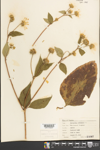 Helianthus strumosus image
