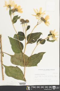 Helianthus tuberosus image