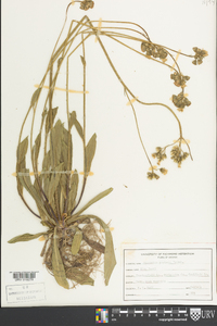 Hieracium caespitosum image