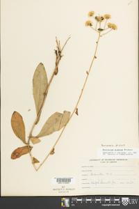 Hieracium scabrum image