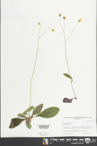 Hieracium venosum image