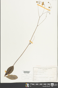 Hieracium venosum image