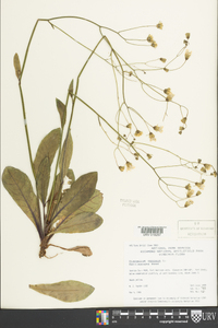 Hieracium venosum image