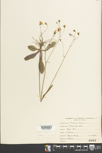 Hieracium venosum image