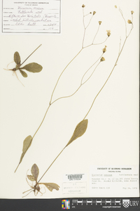Hieracium venosum image