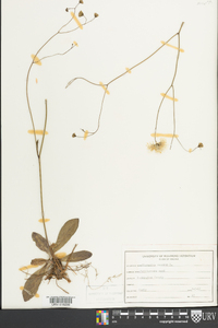 Hieracium venosum image