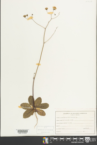 Hieracium venosum image