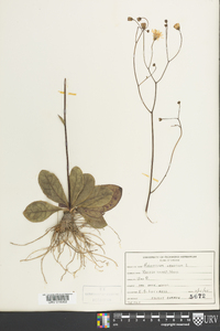 Hieracium venosum image