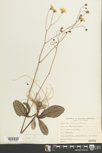 Hieracium venosum image