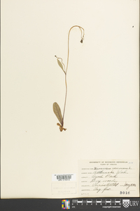 Hieracium venosum image