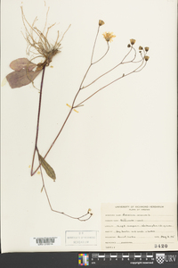 Hieracium venosum image