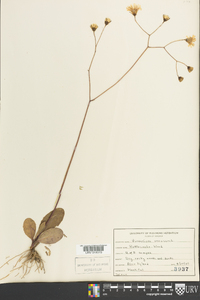 Hieracium venosum image