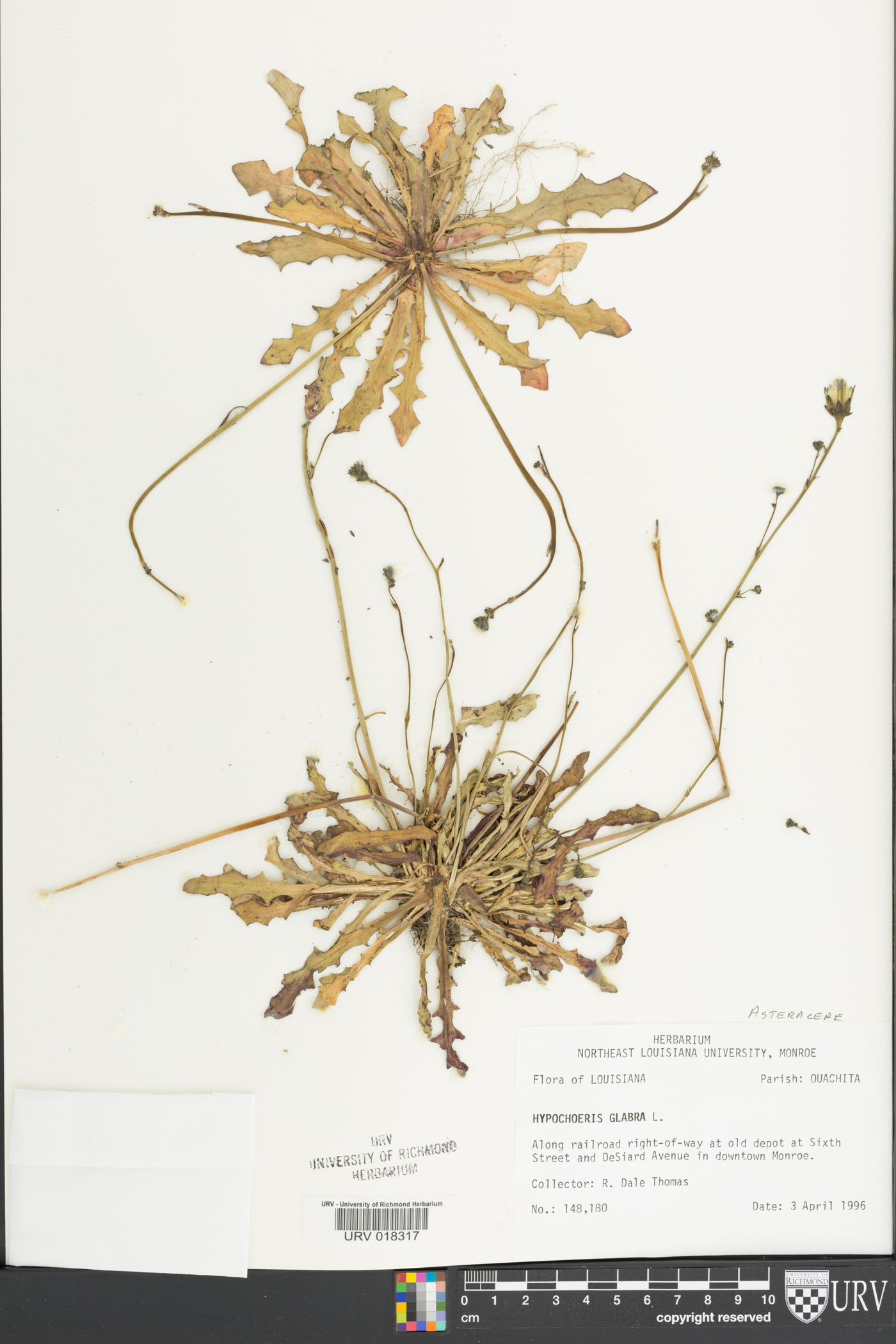 Hypochaeris glabra image