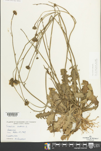 Hypochaeris radicata image