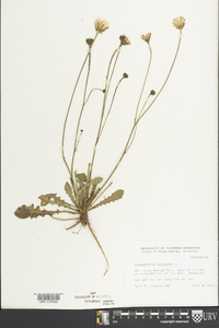 Hypochaeris radicata image