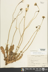 Hypochaeris radicata image