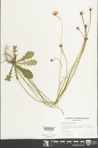 Hypochaeris radicata image