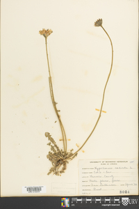 Hypochaeris radicata image