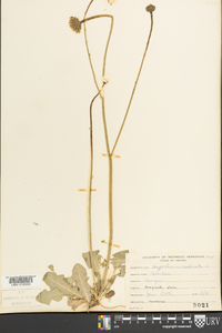 Hypochaeris radicata image