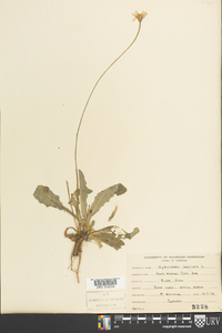 Hypochaeris radicata image