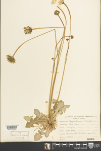 Hypochaeris radicata image