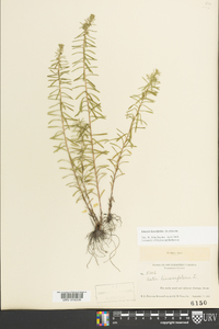 Ionactis linariifolia image