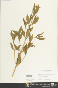 Iva frutescens image