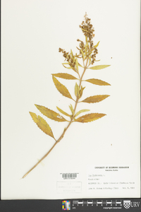 Iva frutescens image