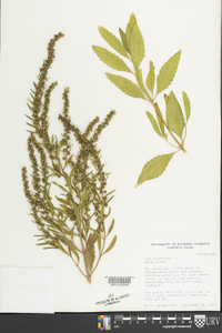 Iva frutescens image