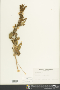 Iva frutescens image