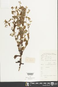 Crepidiastrum denticulatum image