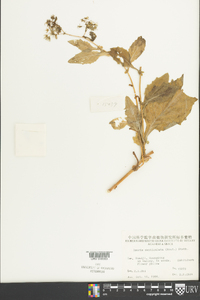 Crepidiastrum denticulatum image