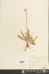 Krigia dandelion image