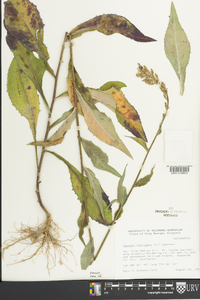 Lactuca floridana image