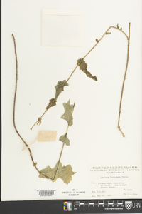 Lactuca formosana image