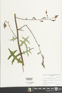 Lactuca hirsuta image