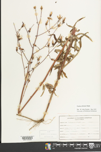 Lactuca hirsuta image