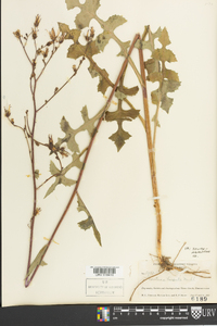 Lactuca hirsuta image