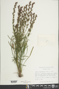 Liatris microcephala image