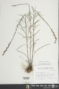 Liatris pilosa image